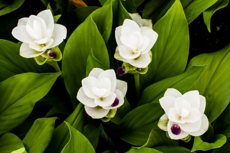 siam tulip in the royalflora chiangmai Thailandの写真素材