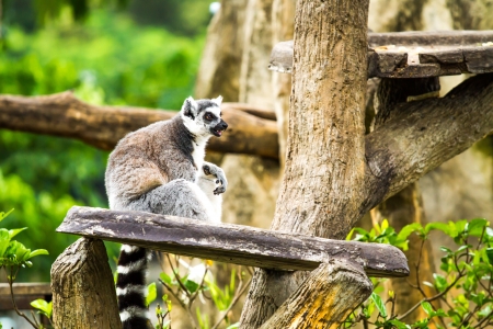 lemur in nightsafari chiangmai Thailandの写真素材
