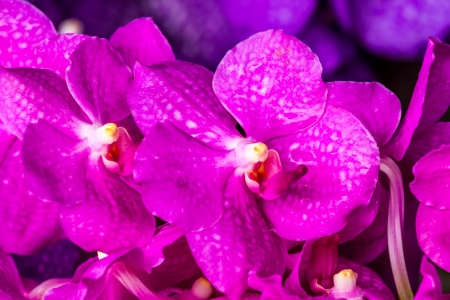 Vanda orchid in chiangmai Thailandの写真素材