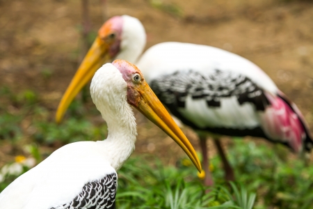 painted stork in chiangmai zoo Thailand