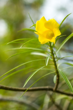yellow oleander flower in chiangmai Thailandの写真素材