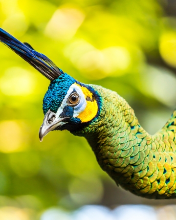 peacock  in chiangmai zoo, chiangmai Thailandの写真素材