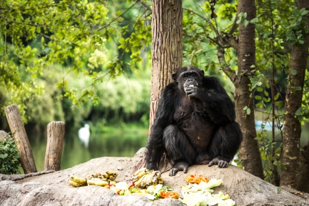 chimpanzee  in chiangmai-nightsafari chiangmai Thailandの写真素材