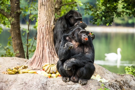 chimpanzee  in chiangmai-nightsafari chiangmai Thailandの写真素材