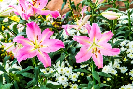 amaryllis flower in chiangmai province Thailandの写真素材