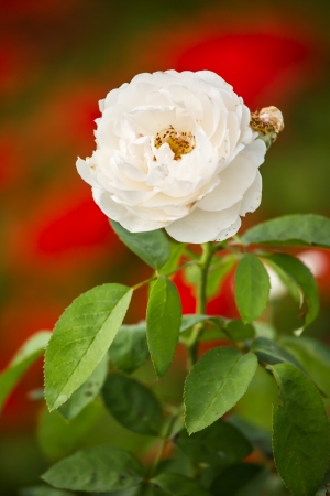 rose flower in chiangmai Thailandの写真素材