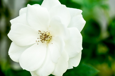 rose flower in chiangmai Thailandの写真素材