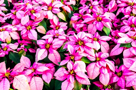 christmas trees in the royalflora chiangmai Thailandの写真素材