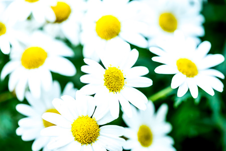 cosmos flower in chiangmai Thailand