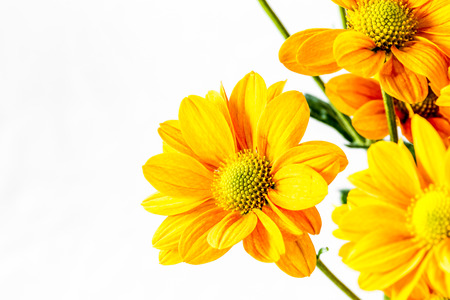 chrysanthemum flowers in chiangmai province Thailandの写真素材