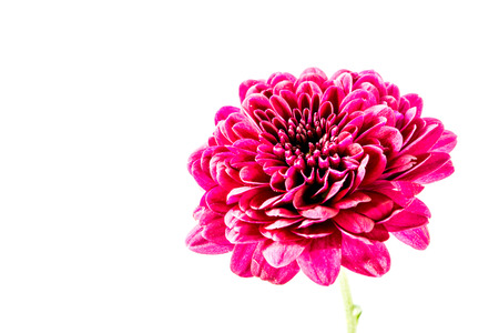 close-up red dahlia flowersの写真素材