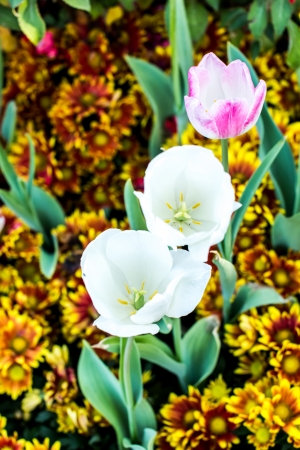 tulip  flowers  in Chalermphrakiet park chiangmai Thailandの写真素材