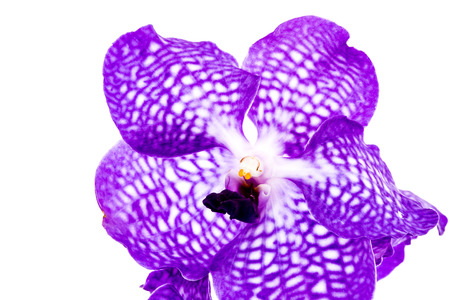 Vanda orchid in chiangmai Thailandの写真素材