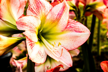 star lilly flower in chiangmai Thailandの写真素材