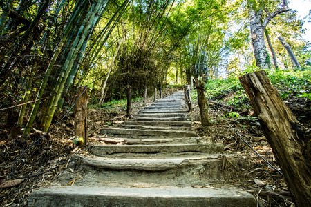path in woods, chiangmai Thailand