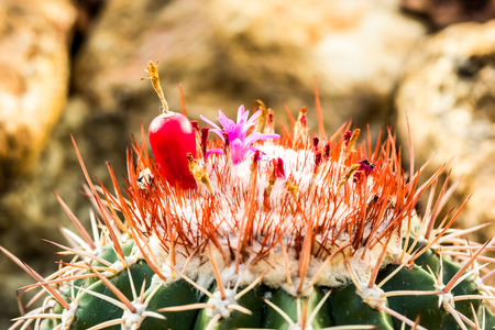 cactus in Queen Sirikit Botanic Garden,chiangmai Thailand