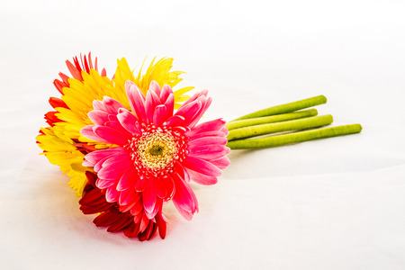closeup gerbera flower , white backgroundの写真素材