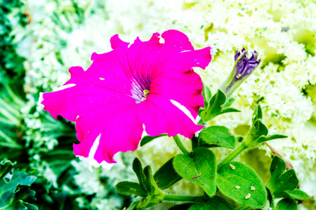 petunia flower in bhubingpalace ,chiangmai Thailand