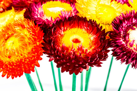 closeup helichrysum flower, white backgroundの写真素材