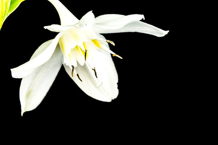 closeup narcissus flower, black backgroundの写真素材
