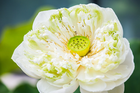 lotus flower in chiangmai Thailandの写真素材