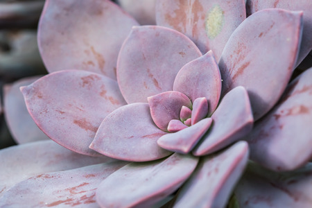 succulent in chiangmai Thailandの写真素材