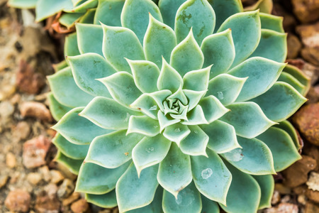 succulent in chiangmai Thailandの写真素材