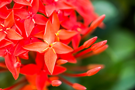 red ixora flower in chiangmai Thailand