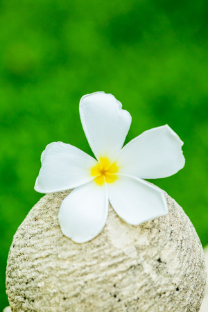 Plumeria flower in chiangmai Thailandの写真素材