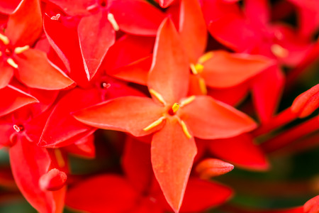 red ixora flower in chiangmai Thailandの写真素材