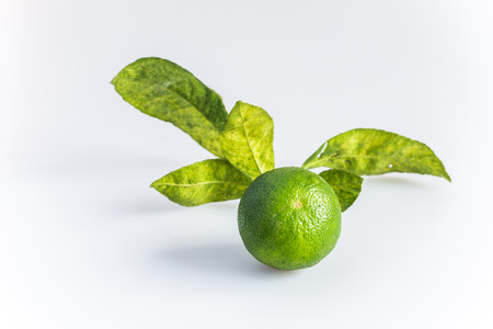 lemon isolated on white backgroundの写真素材