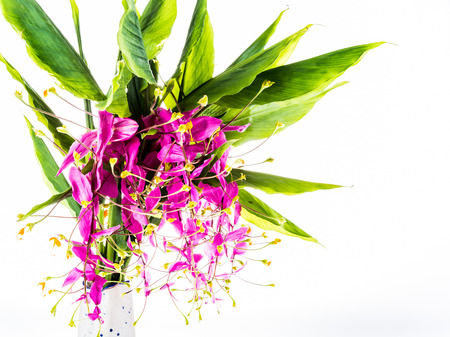 blossom of globba flower ,chiangmai Thailandの写真素材