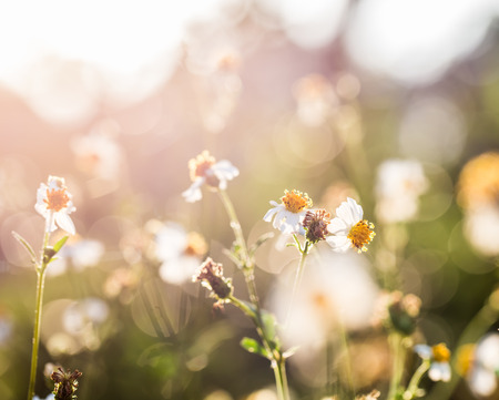 closeup grass flowerの写真素材