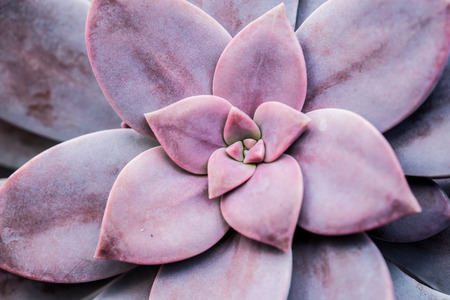 succulent  in queen sirikit botanic garden, chiangmai Thailand.の写真素材