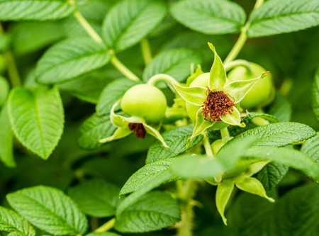 green flower in chiangmai Thailand.の写真素材