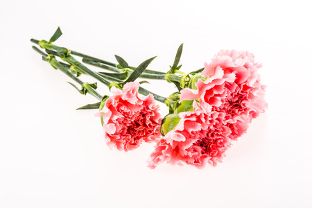 carnation flower on white backgroundの写真素材