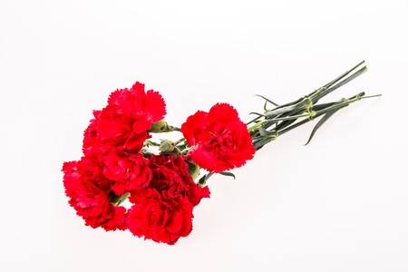 carnation flower on white backgroundの写真素材