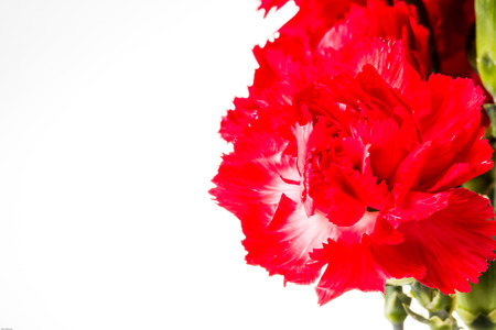 carnation flower on white backgroundの写真素材