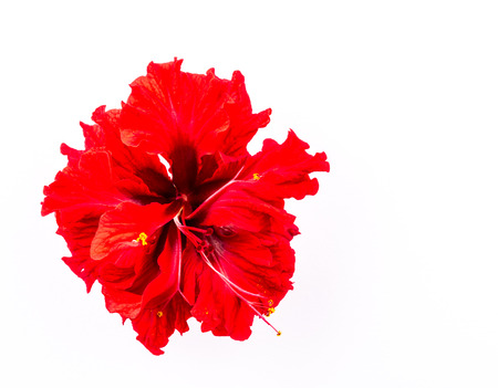 red hibiscus flower on white backgroundの写真素材