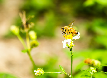 bee eat pollen of flower