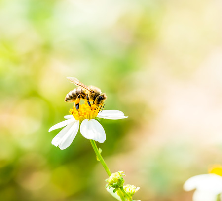 bee eat pollen of flower