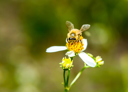 bee eat pollen of flower