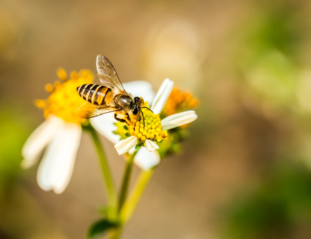 bee eat pollen of flower