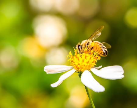 bee eat pollen of flower