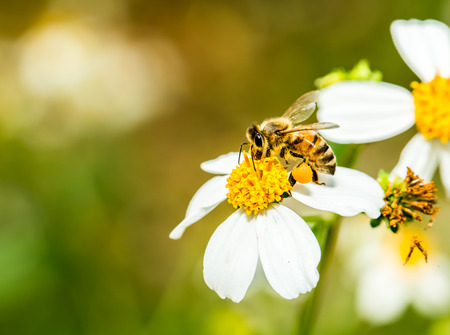 bee eat pollen of flower