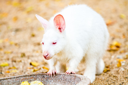 white kangaroo in chiangmai nightsafari ,chiangmai Thailandの写真素材