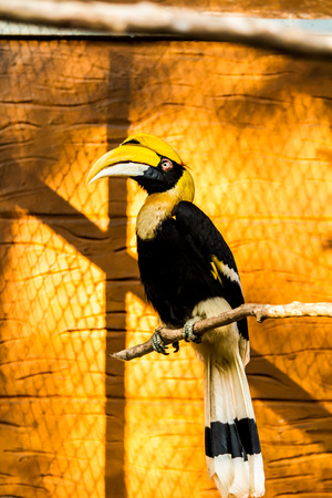 hornbill in chiangmai nightsafari, chiangmai Thailand