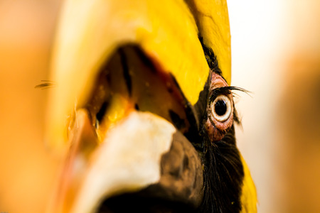 hornbill in chiangmai nightsafari, chiangmai Thailandの写真素材