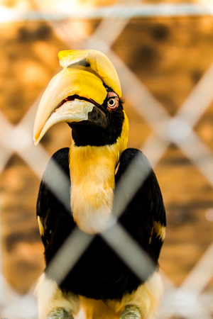 hornbill in chiangmai nightsafari, chiangmai Thailandの写真素材
