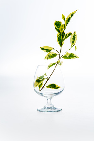 leaf in glass on white background.の写真素材